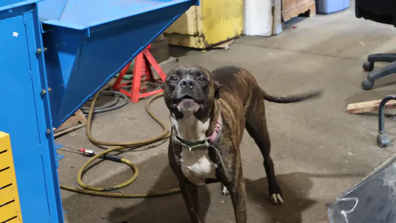The shop dog on the fab floor, looking up at the camera